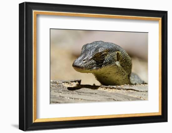 Australia, Territory Wildlife Park. Mertens Water Monitor-Cindy Miller Hopkins-Framed Photographic Print