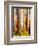 Australia - The Tallest Trees in the British Empire - Marysville, Victoria-Percy Trompf-Framed Art Print