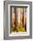 Australia - The Tallest Trees in the British Empire - Marysville, Victoria-Percy Trompf-Framed Art Print