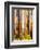 Australia - The Tallest Trees in the British Empire - Marysville, Victoria-Percy Trompf-Framed Art Print