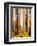 Australia - The Tallest Trees in the British Empire - Marysville, Victoria-Percy Trompf-Framed Art Print