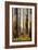 Australia Trees-null-Framed Giclee Print