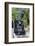 Australia, Victoria, Belgrave, Puffing Billy Steam Train-Walter Bibikow-Framed Photographic Print