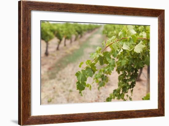 Australia, Victoria, Rutherglen, Vineyard Detail-Walter Bibikow-Framed Photographic Print