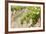 Australia, Victoria, Rutherglen, Vineyard Detail-Walter Bibikow-Framed Photographic Print