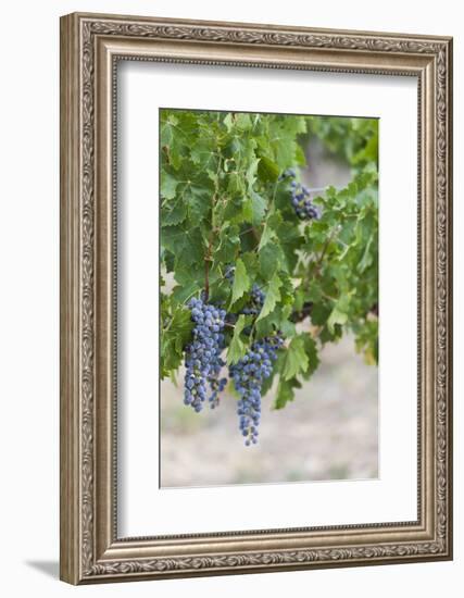 Australia, Victoria, Rutherglen, Vineyard Detail-Walter Bibikow-Framed Photographic Print