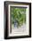 Australia, Victoria, Rutherglen, Vineyard Detail-Walter Bibikow-Framed Photographic Print