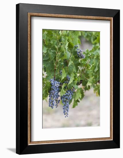 Australia, Victoria, Rutherglen, Vineyard Detail-Walter Bibikow-Framed Photographic Print