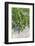 Australia, Victoria, Rutherglen, Vineyard Detail-Walter Bibikow-Framed Photographic Print