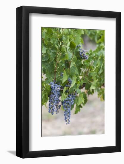 Australia, Victoria, Rutherglen, Vineyard Detail-Walter Bibikow-Framed Photographic Print