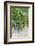 Australia, Victoria, Rutherglen, Vineyard Detail-Walter Bibikow-Framed Photographic Print