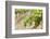 Australia, Victoria, Rutherglen, Vineyard Detail-Walter Bibikow-Framed Photographic Print