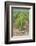 Australia, Victoria, Rutherglen, Vineyard Detail-Walter Bibikow-Framed Photographic Print