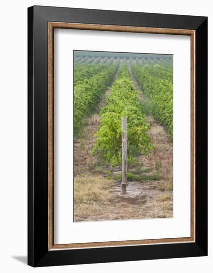 Australia, Victoria, Rutherglen, Vineyard Detail-Walter Bibikow-Framed Photographic Print