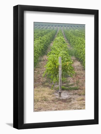 Australia, Victoria, Rutherglen, Vineyard Detail-Walter Bibikow-Framed Photographic Print