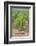 Australia, Victoria, Rutherglen, Vineyard Detail-Walter Bibikow-Framed Photographic Print