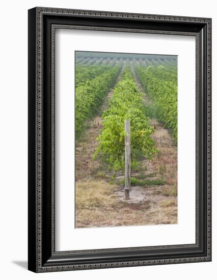 Australia, Victoria, Rutherglen, Vineyard Detail-Walter Bibikow-Framed Photographic Print