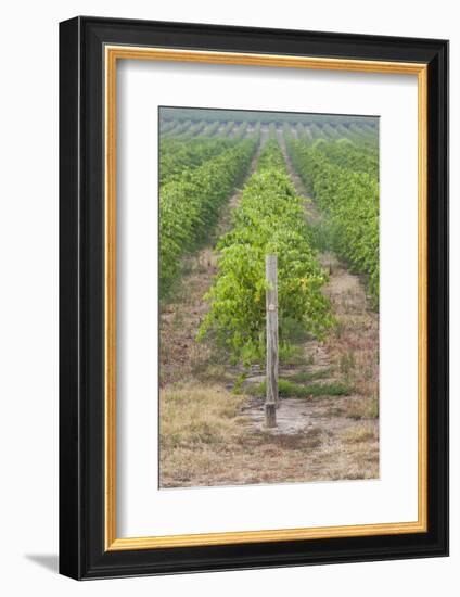 Australia, Victoria, Rutherglen, Vineyard Detail-Walter Bibikow-Framed Photographic Print