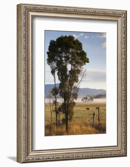 Australia, Victoria, Yarra Valley, Healesville, Field with Fog, Dawn-Walter Bibikow-Framed Photographic Print