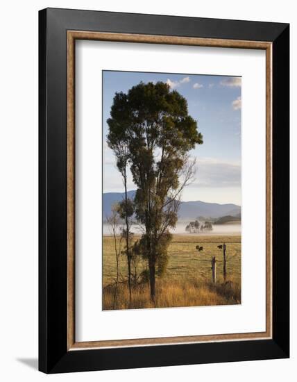 Australia, Victoria, Yarra Valley, Healesville, Field with Fog, Dawn-Walter Bibikow-Framed Photographic Print