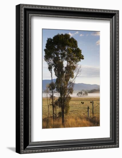 Australia, Victoria, Yarra Valley, Healesville, Field with Fog, Dawn-Walter Bibikow-Framed Photographic Print