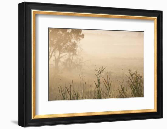 Australia, Victoria, Yarra Valley, Healesville, Field with Fog, Dawn-Walter Bibikow-Framed Photographic Print