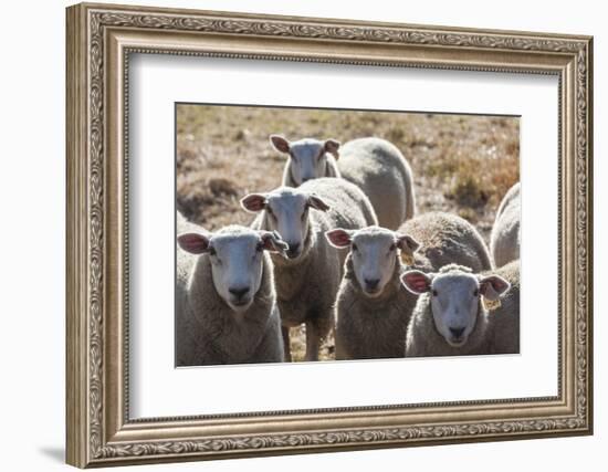 Australia, Victoria, Yarra Valley, Sheep Farm-Walter Bibikow-Framed Photographic Print