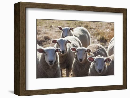 Australia, Victoria, Yarra Valley, Sheep Farm-Walter Bibikow-Framed Photographic Print