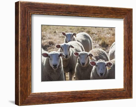 Australia, Victoria, Yarra Valley, Sheep Farm-Walter Bibikow-Framed Photographic Print