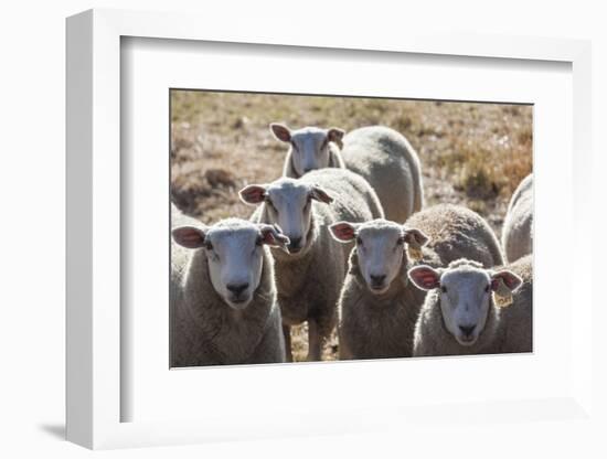 Australia, Victoria, Yarra Valley, Sheep Farm-Walter Bibikow-Framed Photographic Print