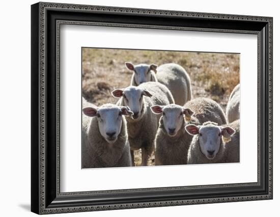 Australia, Victoria, Yarra Valley, Sheep Farm-Walter Bibikow-Framed Photographic Print