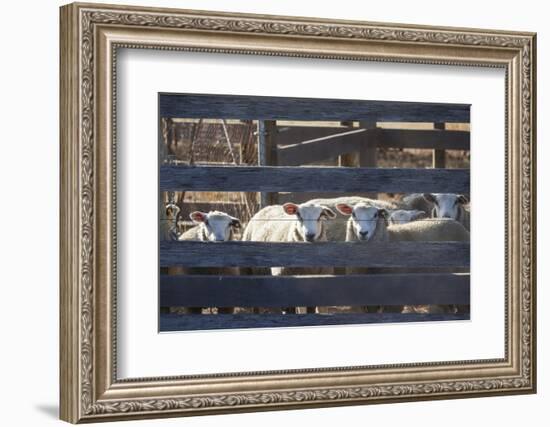 Australia, Victoria, Yarra Valley, Sheep Farm-Walter Bibikow-Framed Photographic Print