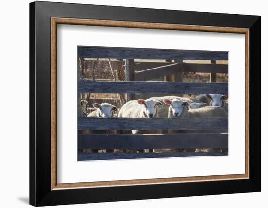 Australia, Victoria, Yarra Valley, Sheep Farm-Walter Bibikow-Framed Photographic Print