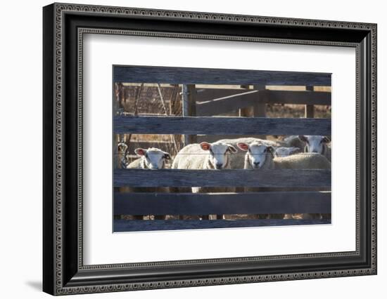 Australia, Victoria, Yarra Valley, Sheep Farm-Walter Bibikow-Framed Photographic Print