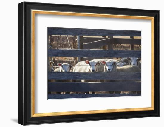 Australia, Victoria, Yarra Valley, Sheep Farm-Walter Bibikow-Framed Photographic Print