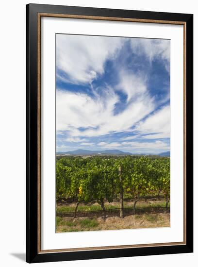 Australia, Victoria, Yarra Valley, Vineyard-Walter Bibikow-Framed Photographic Print