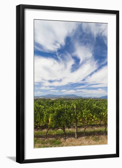 Australia, Victoria, Yarra Valley, Vineyard-Walter Bibikow-Framed Photographic Print