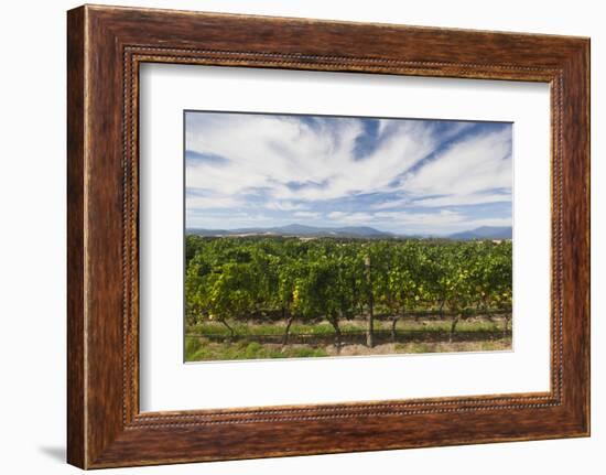 Australia, Victoria, Yarra Valley, Vineyard-Walter Bibikow-Framed Photographic Print