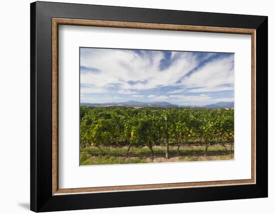 Australia, Victoria, Yarra Valley, Vineyard-Walter Bibikow-Framed Photographic Print