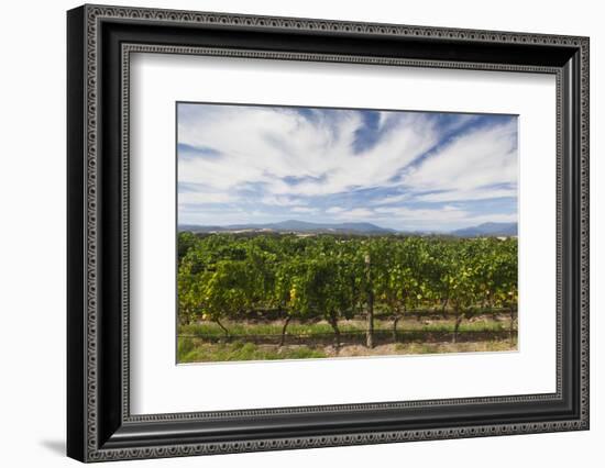 Australia, Victoria, Yarra Valley, Vineyard-Walter Bibikow-Framed Photographic Print