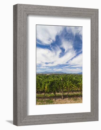 Australia, Victoria, Yarra Valley, Vineyard-Walter Bibikow-Framed Photographic Print