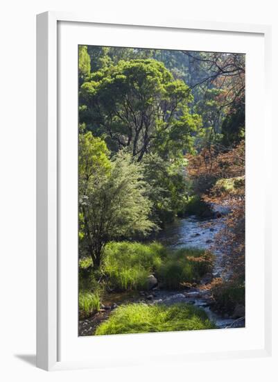 Australia, Victoria, Yarra Valley, Warburton, View of the Yarra River-Walter Bibikow-Framed Photographic Print