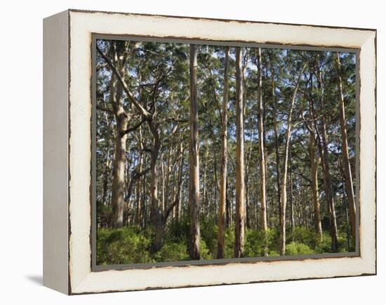 Australia, Western Australia, Leeuwin-Naturaliste National Park, Boranup-Andrew Watson-Framed Premier Image Canvas