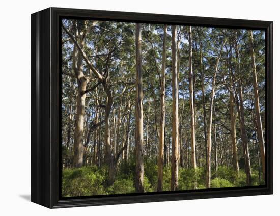 Australia, Western Australia, Leeuwin-Naturaliste National Park, Boranup-Andrew Watson-Framed Premier Image Canvas