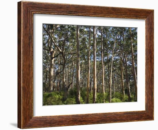 Australia, Western Australia, Leeuwin-Naturaliste National Park, Boranup-Andrew Watson-Framed Photographic Print