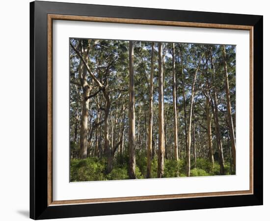 Australia, Western Australia, Leeuwin-Naturaliste National Park, Boranup-Andrew Watson-Framed Photographic Print