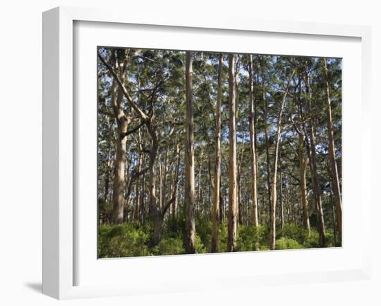 Australia, Western Australia, Leeuwin-Naturaliste National Park, Boranup-Andrew Watson-Framed Photographic Print