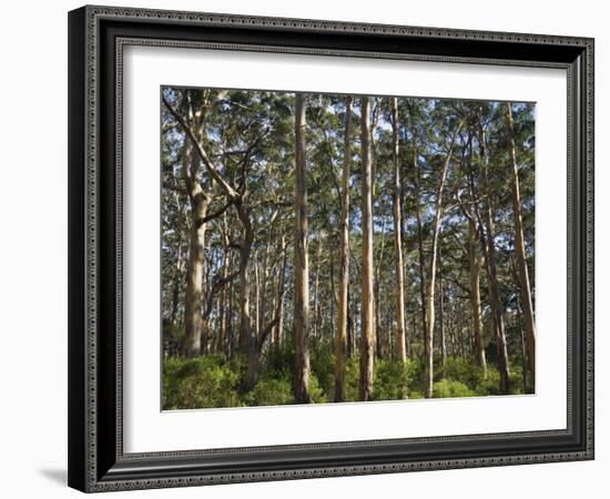 Australia, Western Australia, Leeuwin-Naturaliste National Park, Boranup-Andrew Watson-Framed Photographic Print