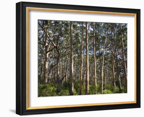 Australia, Western Australia, Leeuwin-Naturaliste National Park, Boranup-Andrew Watson-Framed Photographic Print