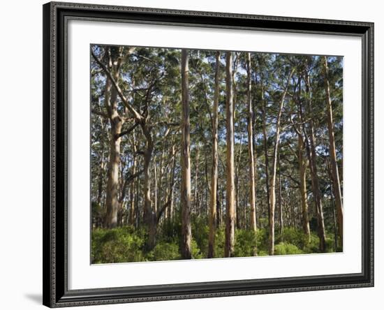 Australia, Western Australia, Leeuwin-Naturaliste National Park, Boranup-Andrew Watson-Framed Photographic Print